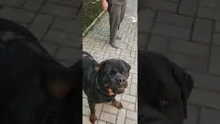 Ротвейлеры Викинг и Диди