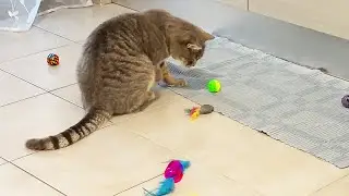 Funny cat testing new toys and playing with colorful balls