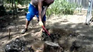 Cutting Down Tree Stump With Axe