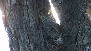 Six and a half minutes with a Great Horned Owl in Green Valley AZ put to relaxing music   042626