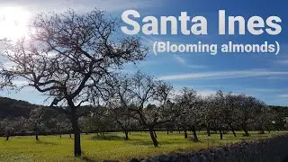 IBIZA 2021-BLOOMING ALMONDS SANTA INES