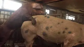 Вернулась в хозяйство. Срочно осеменяю свиней.