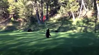 Baby Bear Circus Act on Golf Course   At Fairmont Hot Springs Resort, BC