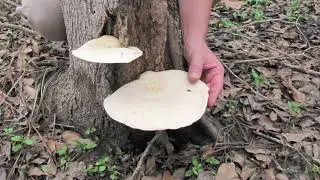 FBI, Fungus, Bacteria, Invertebrates