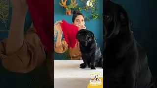 Eski Kazaktan Köpek Süveteri Nasıl Yapılır? | @TarzMeselesi ile #patilifikirler