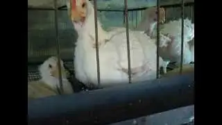 Выращивание бройлеров в домашних условиях часть 6.