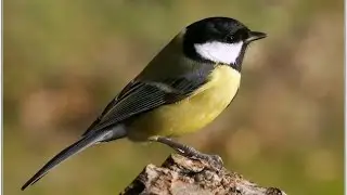 Oiseaux « au ravitaillement », part 10. Musique de Raymond Loucheur (« Rapsodie malgache »)