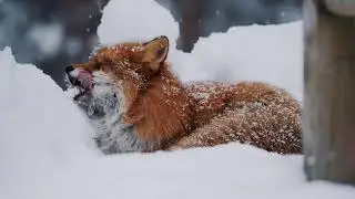 relaxation music with cinematic 4k footage animal
