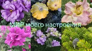 30.07.24 Эустома серия РОЗИ, Лилейник Enchanted April, петунья Аллегра
