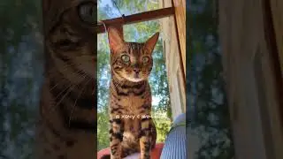 ми-ми-ми #cat #бенгал #котики #бенгальскаякошка