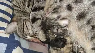 Очень сложные роды у кошки. Нэнси родила котят.