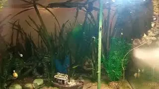 Инопланетяне в моём доме.