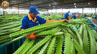 How Farmers Harvest and Process Million Tons of Aloe Vera - Amazing Aloe Vera Factory