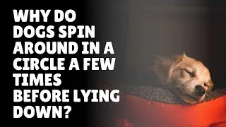 Why Dogs Spin in Circles Before Lying Down?