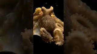 National Geographic | Joel Sartore