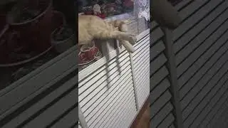Рыжик 🥰