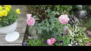 Продолжение цветения роз