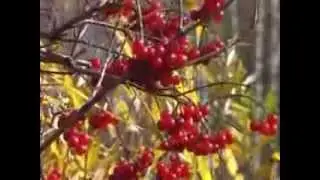 Плывут туманы белые исп Заведяев mpeg1video