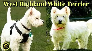 "The Ultimate Guide to West Highland White Terrier: Everything You Need to Know!"