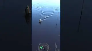 Скоро на всех водоемах #рыбалка