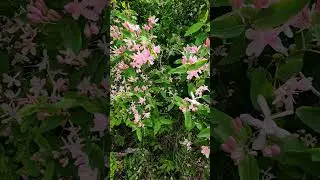 Жимолость татарская #декоративныйкустарник #живаяизгородь #цветущийкустарник #медонос