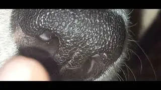 Нос собаки.