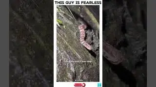 This guy is fearless #respect #crocodile #snake #nofear #alphamale #river #aligators #scary #bare