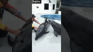 Hilarious Dolphins: Non-Stop Laughs in the Ocean!"FunnyDolphins#DolphinComedy#OceanLaughs#SillyDolph