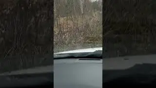 На Кирюше по лесам(1)