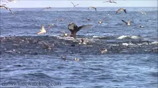 11.4.24 Humpback Whales