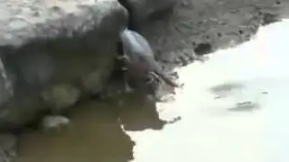 Bird Hunting Fish