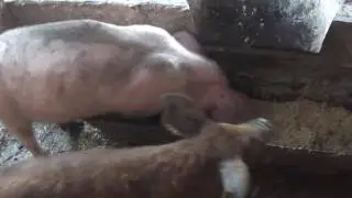 Ферментационной подстилке семь месяцев