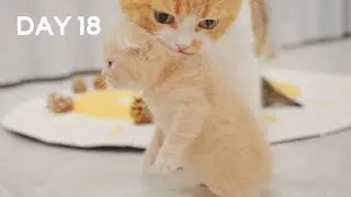 Mom Cat Carries Baby Kittens By Scruff - Day 18 @ Baby Kittens Day 1 to Day 100 Lucky Paws Vlogs