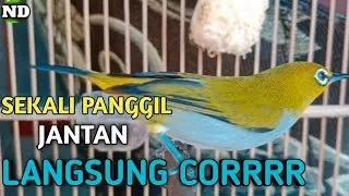 Jantan Langsung Corr, Suara Pleci Betina Birahi Memanggil Jantan