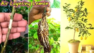 Unique technique grafting lemon plant | Lemon plant air learning full success