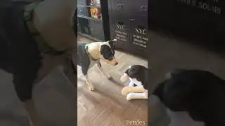 Pets React to Realistic Stuffed Animals | MyPetsies©