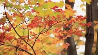 كل يوم على هالحال