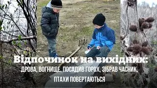 Відпочинок на вихідних: дрова, вогнище, посадив горох, зібрав часник, птахи повертаються