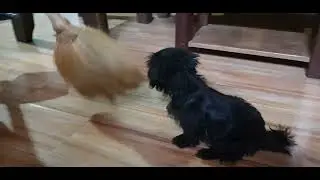 dog hypnotized by broom