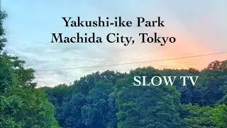 Yakushi-ike Park in Tokyo is Beautiful in the Evening [Slow TV]
