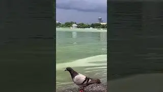 Pigeon Said “Did you see that lightning? We outta here” #shorts
