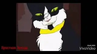 Коты - Воители Бич - Мы убийцы ( Заказ )