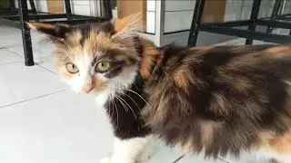 Anak Kucing Meong Meong Kitten Meow Toys Doby D