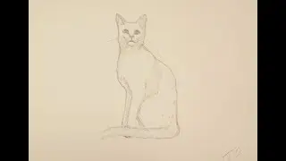 Как нарисовать кошку поэтапно простым карандашом начинающие