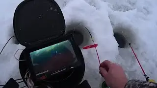 We caught a ton of perch using an underwater camera (FocusFish). Winter fishing 2023-2024.