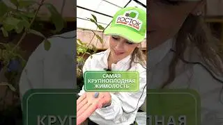 Самая крупноплодная жимолость 😍