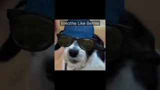 Breathe Like Bernie (Pawsitive Rufflections) #shorts