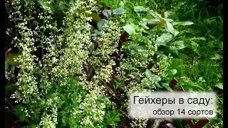 Гейхеры в саду | Цветение гейхер, сезон 2022 | Обзор 14 сортов гейхер