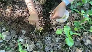 Земляная свеча для очищения из леса