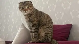 Кошка кормит своего котенка